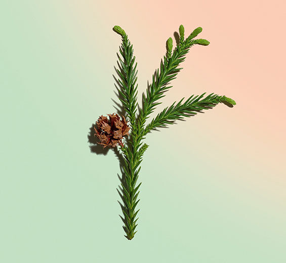 Criptoméria-Extrato de cedro-japonês bio-Cryptomeria japonica bud extract
