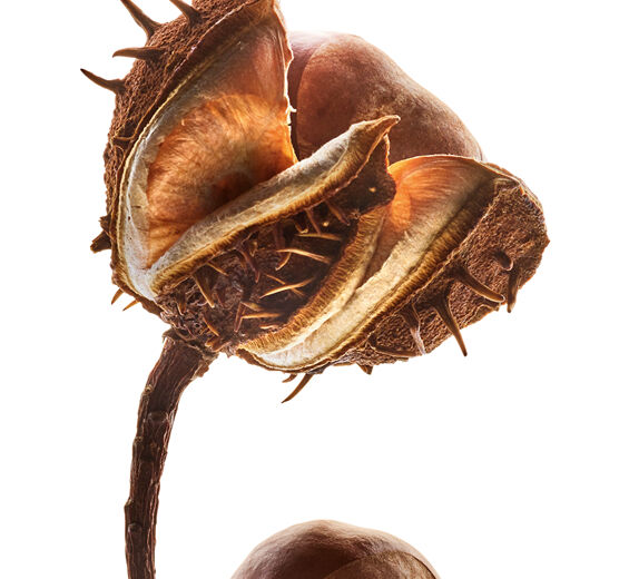 Castanheiro-da-&iacute;ndia-Escina de castanheiro-da-&iacute;ndia-Escin