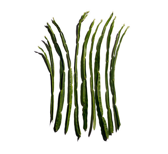 Baccharis-Extrato de baccharis-Baccharis genistelloides extract