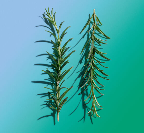 Alecrim-Óleo essencial de alecrim-Rosmarinus officinalis (rosemary) leaf oil