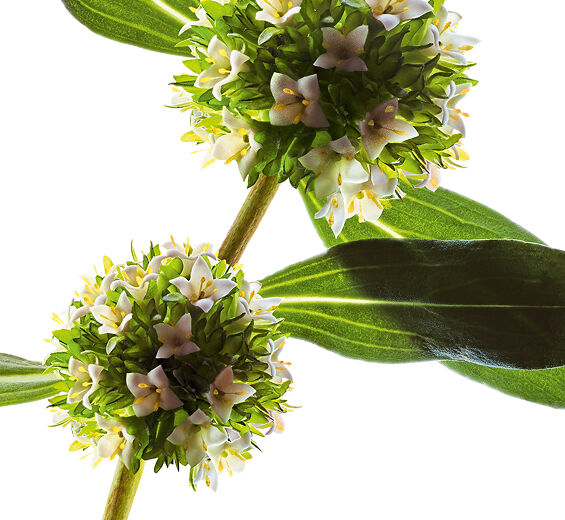 Mitracarpus-Extrato de mitracarpus bio-Mitracarpus scaber extract