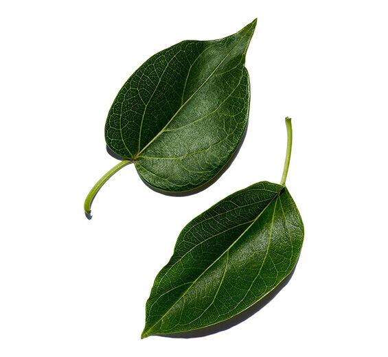 Gymnema-Extrato de gymnema-Gymnema sylvestre leaf extract
