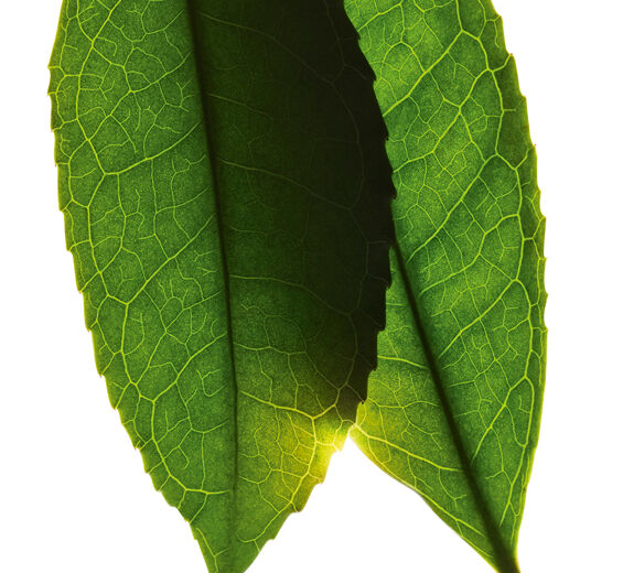Planta do chá-Extrato de chá branco-Camellia sinensis leaf extract