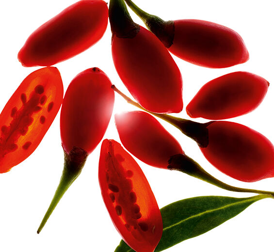 Goji-Extrato de goji bio-Lycium barbarum fruit extract