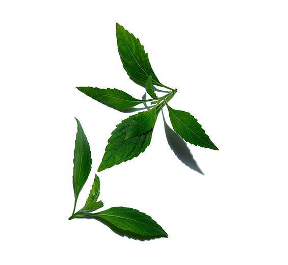 Chá de Java-Extrato de chá de Java (planta bio)-Orthosiphon stamineus extract