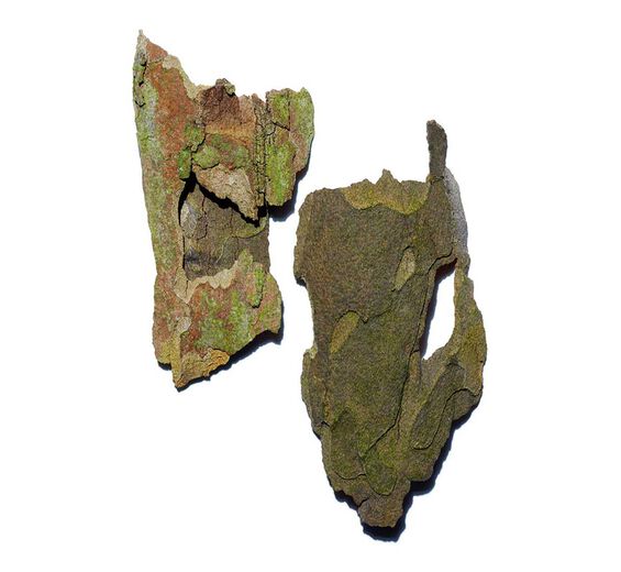 Plátano-Extrato de plátano-Platanus occidentalis bark extract