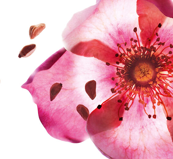Rosa mosqueta-Óleo de rosa mosqueta bio-Rosa rubiginosa seed oil