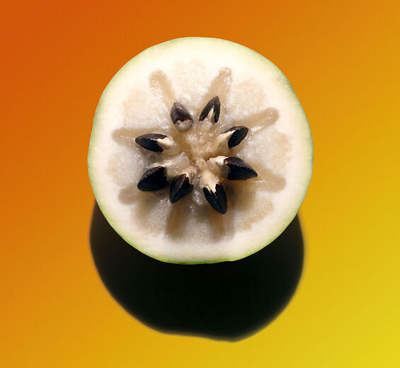 Caimito-Extrato de caimito-Chrysophyllum cainito fruit extract