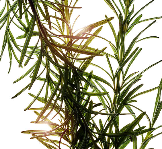 Alecrim-Extrato de alecrim-Rosmarinus officinalis (rosemary) leaf extract