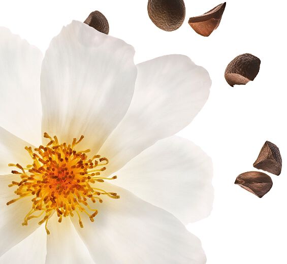 Camélia-Óleo de camélia bio-Camellia oleifera seed oil