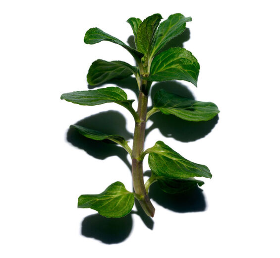 Hortelã-da-água-Hortelã-da-água bio-Mentha aquatica leaf extract