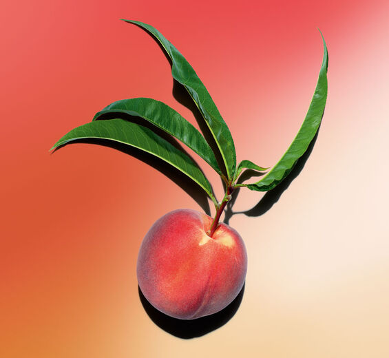 Pessegueiro-Leite de pessegueiro-Prunus persica (peach) leaf extract