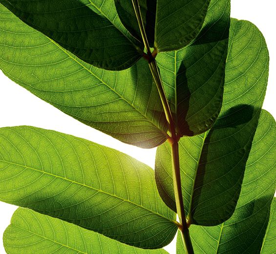 Espiga-dourada-Extrato de espiga-dourada-Cassia alata leaf extract