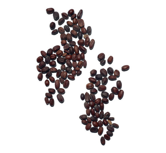 Jojoba-Óleo de jojoba bio-Simmondsia chinensis (jojoba) seed oil