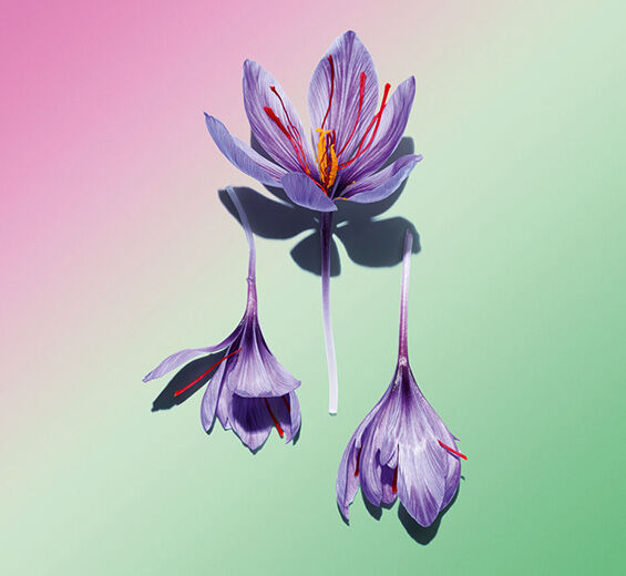 Açafrão-Polifenóis de flores de açafrão (planta bio)-Crocus sativus flower extract