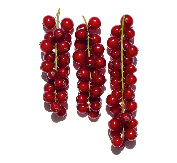 Groselheira vermelha-Extrato de groselha vermelha bio-Ribes rubrum (currant) fruit extract