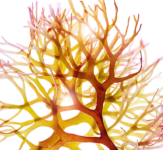 Musgo-da-irlanda-Extrato de musgo-da-irlanda-Chondrus crispus (carrageenan) extract