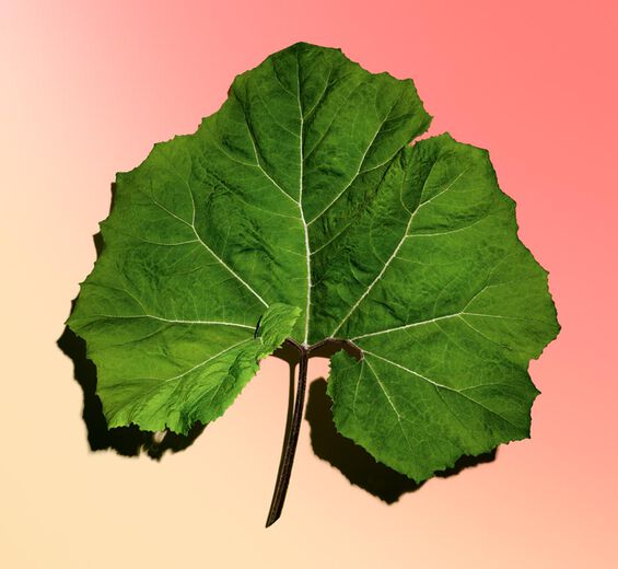 Petasites-Extrato de petasites bio-Petasites hybridus leaf extract
