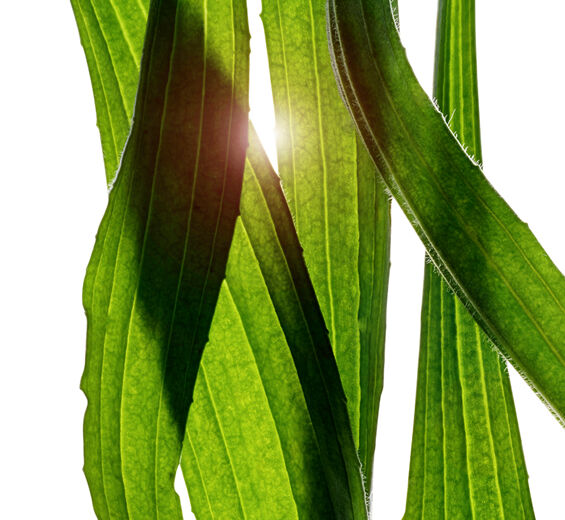 Tanchagem-Extrato de tanchagem-Plantago lanceolata leaf extract
