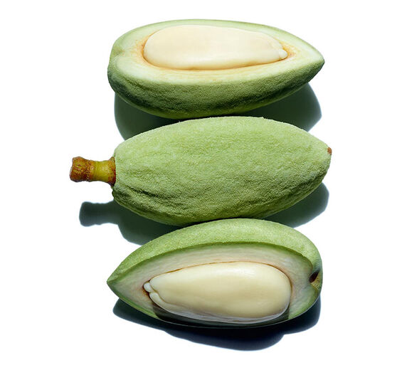 Amendoeira-Óleo de amêndoa doce bio-Prunus amygdalus dulcis (sweet almond) oil