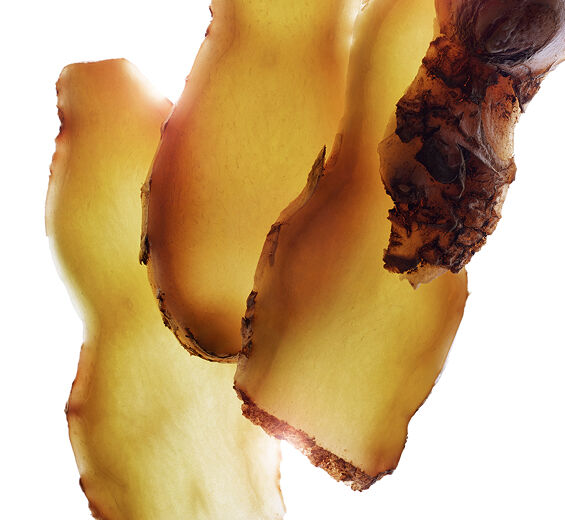 Gengibre amargo-Extrato de gengibre amargo-Zingiber zerumbet extract