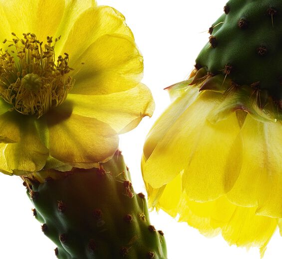 Figueira-da-&iacute;ndia-Extrato de figueira-da-&iacute;ndia-Hydrolyzed opuntia ficus-indica flower extract