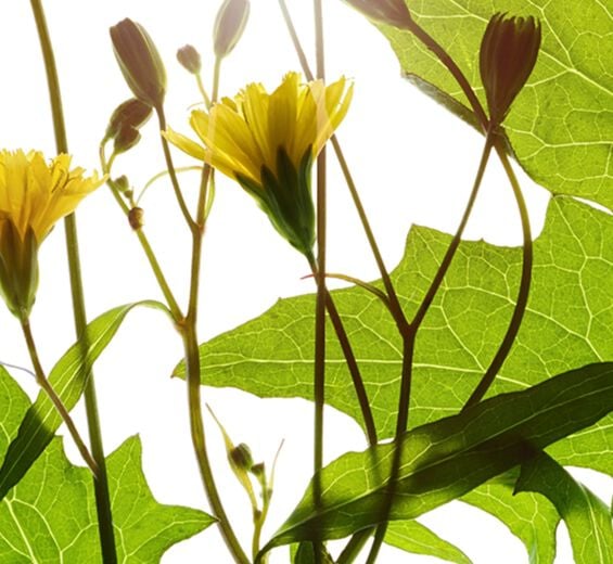 Lampsana-Extrato de lampsana-Lapsana communis flower/leaf/stem extract