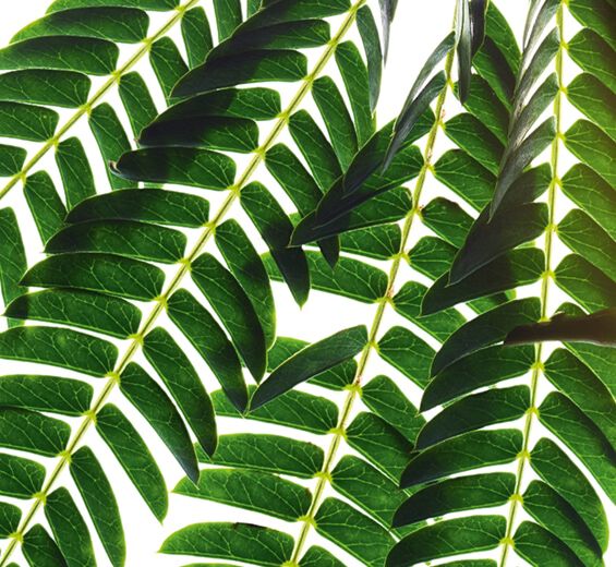 Albízia-Extrato de albízia-Albizia julibrissin bark extract