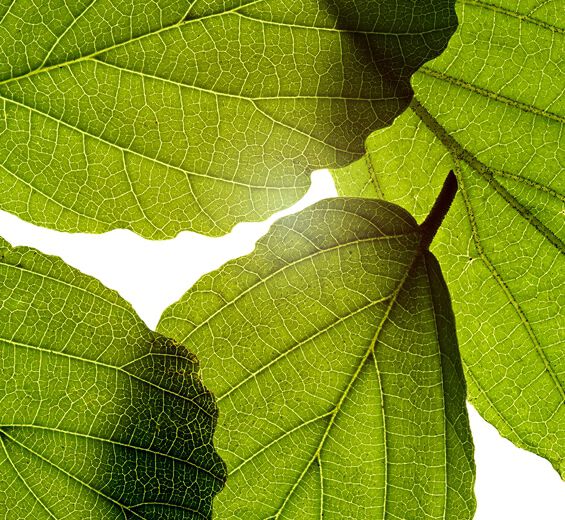 Hamamélis-Extrato de Hamamélis-Hamamelis virginiana (witch hazel) leaf extract