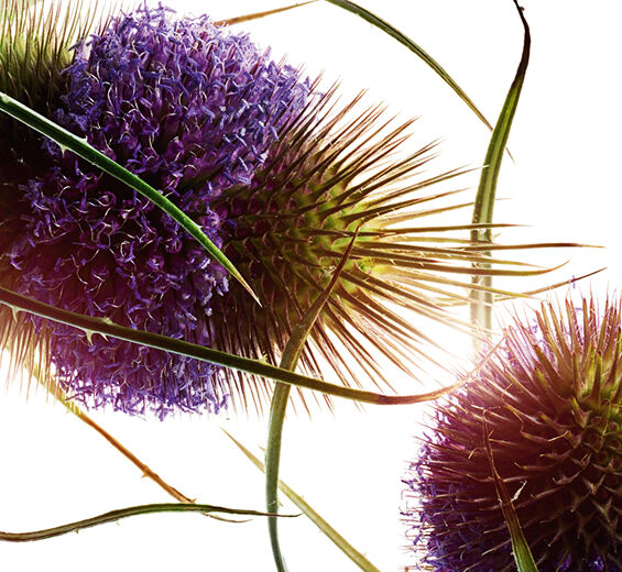 Cardo-Extrato de cardo-Dipsacus sylvestris extract