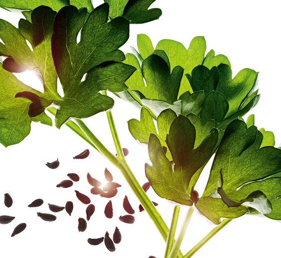 Salsa-Óleo essencial de salsa-Carum petroselinum (parsley) seed oil