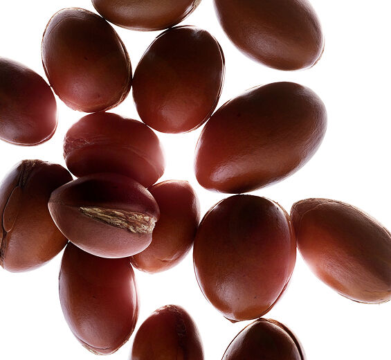 Árvore de argão-Óleo de argão bio-Argania spinosa kernel oil