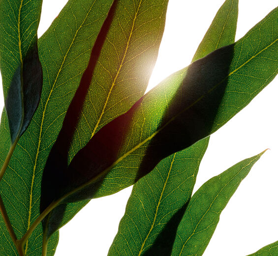 Eucalipto-Óleo essencial de eucalipto bio-Eucalyptus globulus leaf oil