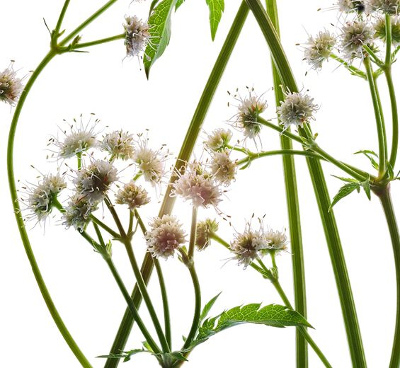 Sanícula-Extrato de sanícula bio-Sanicula europaea extract