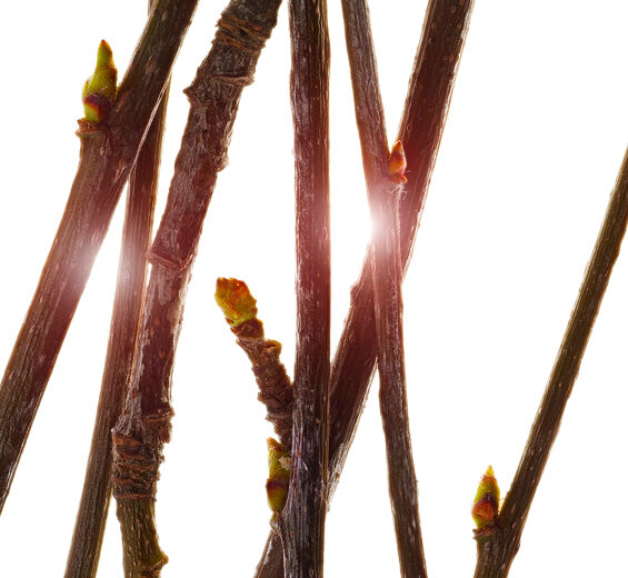 Sorveira-Extrato de rebento de sorveira bio-Pyrus sorbus bud extract