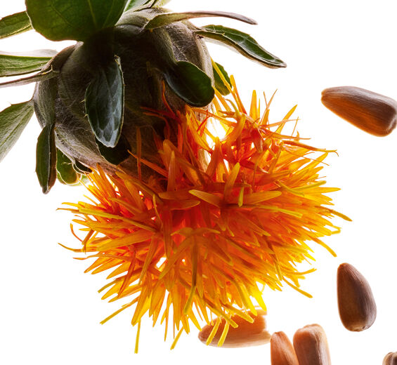 Cártamo-Extrato de cártamo-Carthamus tinctorius (safflower) seedcake extract