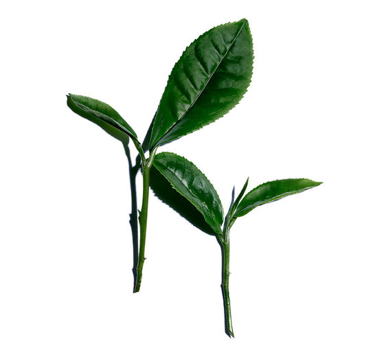 Planta do chá-Extrato de chá branco-Camellia sinensis leaf extract