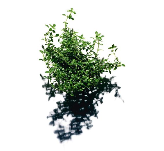 Tomilho-limão-Extrato de tomilho-limão-Thymus citriodorus flower/leaf extract