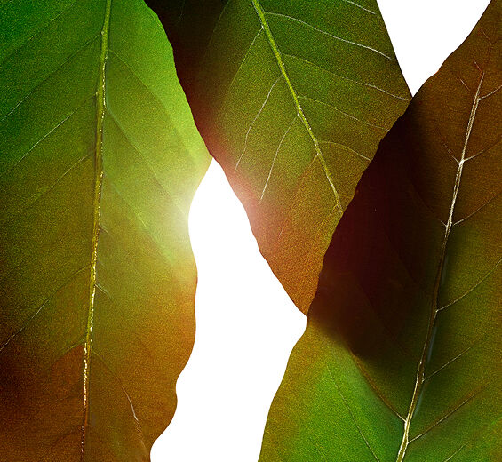 Huang qi-Extrato de huang qi-Engelhardtia chrysolepis leaf extract