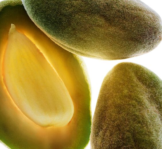 Amendoeira-Óleo de amêndoa doce bio-Prunus amygdalus dulcis (sweet almond) oil