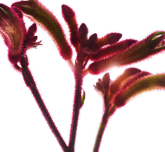 Flor de pata de canguru-Extrato de flor de pata de canguru bio-Anigozanthos flavidus extract