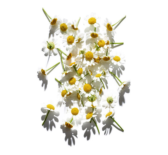 Camomila-Extrato de camomila-Anthemis nobilis flower extract