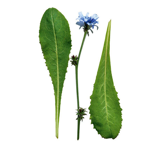 Chicória-Extrato de chicória-Cichorium intybus (chicory) leaf extract