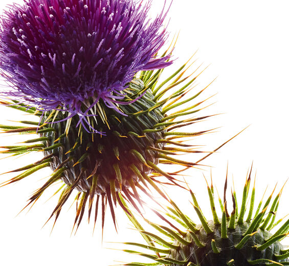 Cardo-mariano-Óleo de cardo-mariano bio-Silybum marianum seed oil