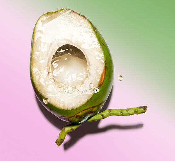 Coqueiro-Água de coco bio-Cocos nucifera (coconut) fruit juice