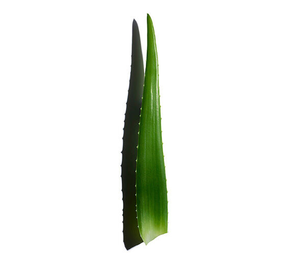 Aloe vera-Extrato de aloe vera-Aloe barbadensis leaf juice,aloe barbadensis leaf juice powder