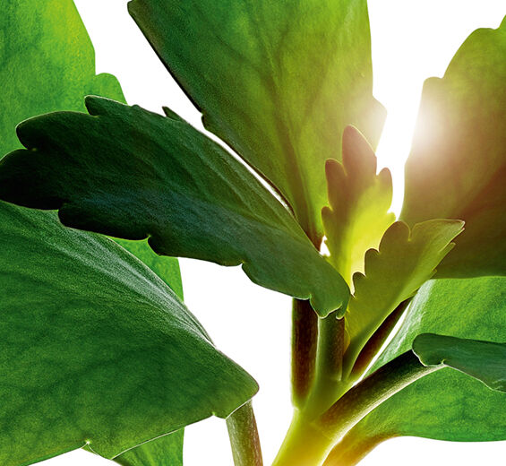 Flor-da-fortuna-Extrato de flor-da-fortuna bio-Kalanchoe pinnata leaf extract