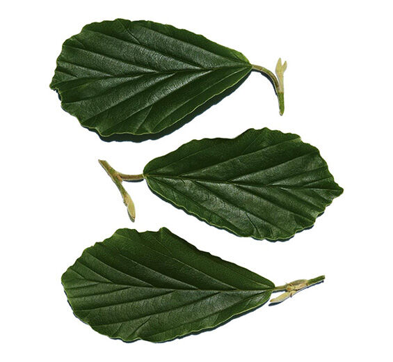Hamamélis-Extrato de Hamamélis-Hamamelis virginiana (witch hazel) leaf extract