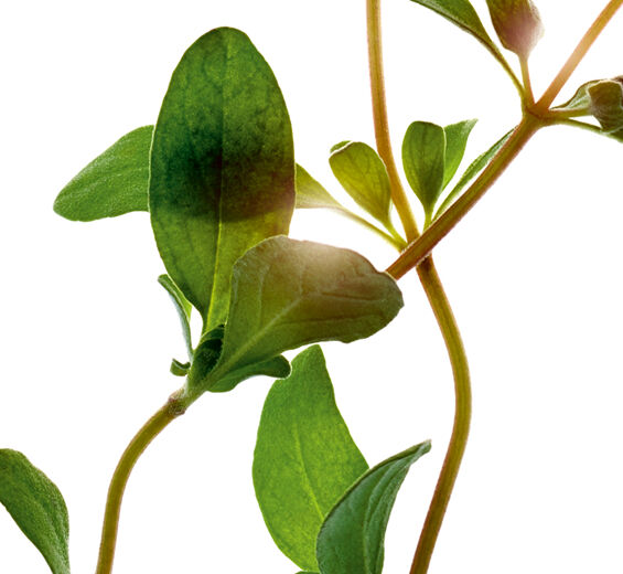 Manjerona-Óleo essencial de manjerona-Origanum majorana leaf oil