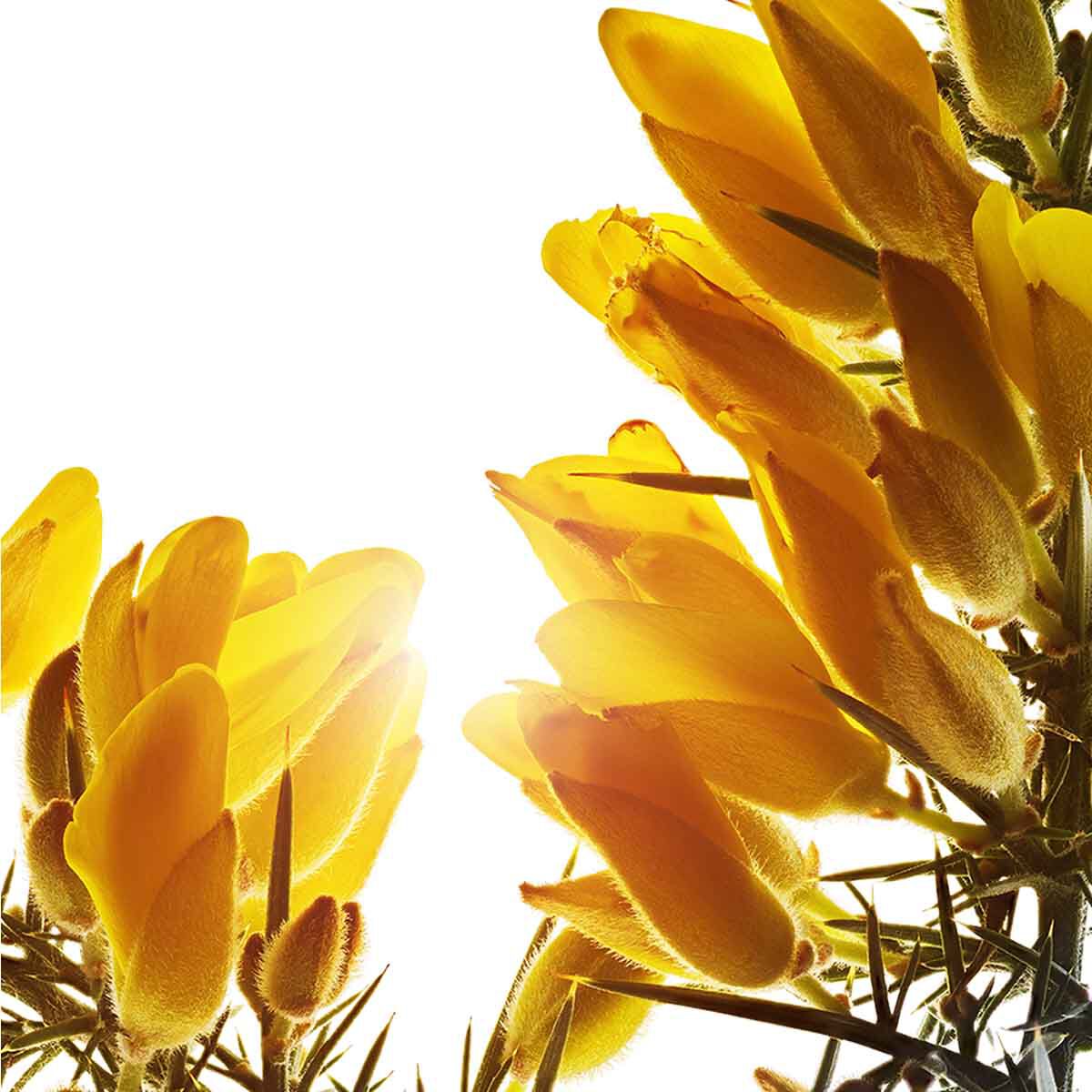Multi-Intensive Jour Crème - Todas as peles 50+ | CLARINS®